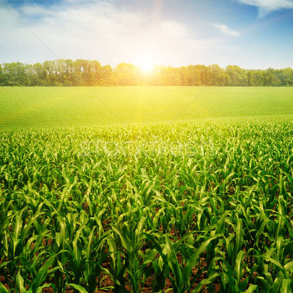 增加至灯箱 商业照片 #3986985sunrise over the corn field 由