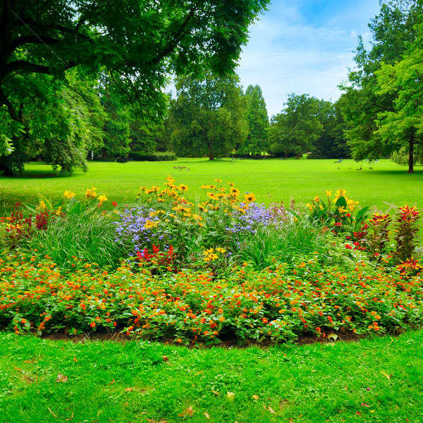 商业照片: 夏天 · 公园 · 美丽 ·花· 春天 · 绿色