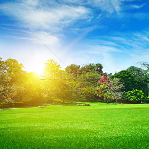 商业照片: 夏天 · 公园 · 美丽 · 绿色 ·树· 太阳