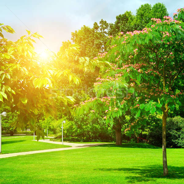 商业照片: 夏天 · 公园 · 美丽 · 绿色 ·树· 太阳 / summer park