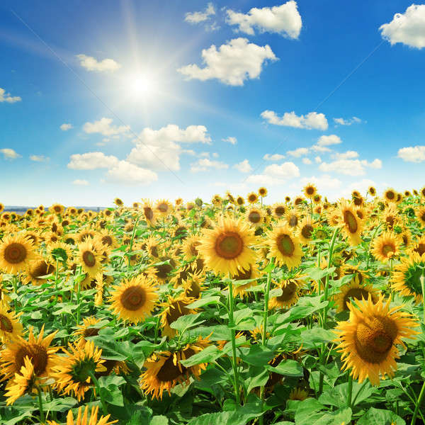 商业照片: 向日葵 · 蓝天 · 天空 ·花· 性质 · 景观