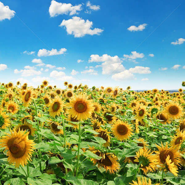 商业照片: 向日葵 ·场· 蓝天 · 天空 · 春天 · 背景