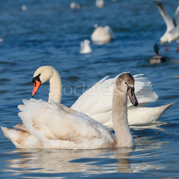 商业照片: 美丽    白    水    海    美女 / beautiful white swans