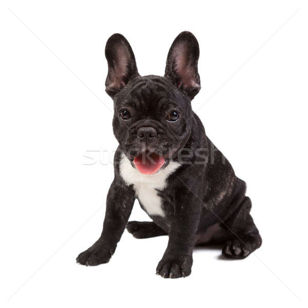 french bulldog stock photo 08 all32