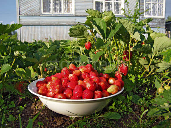 Клубника земляника огород Клубника земляника огород