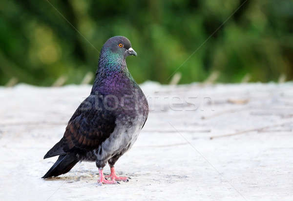 商业照片: 王    鸽子    屋顶    背景    鸟    绿色 / king pigeon