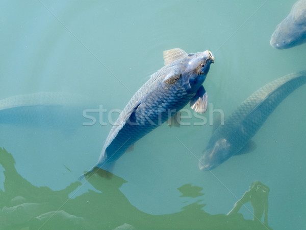 商业照片: 鱼· 水族馆 ·水· 游泳的 · 动物 · 摄影