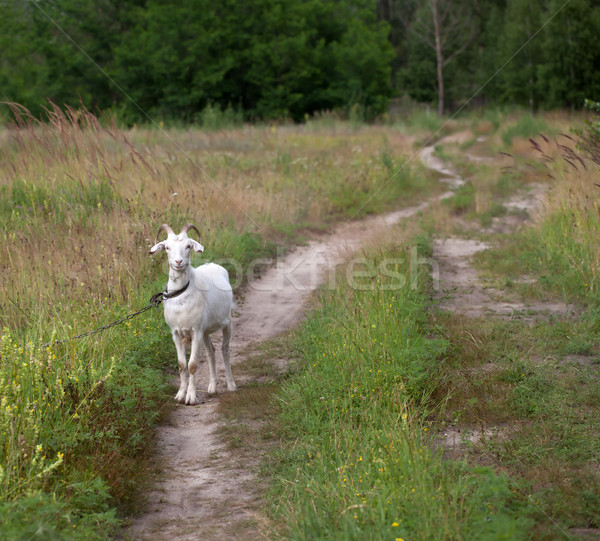 商业照片: 山羊    草地    白    夏天    天    春天 / white goat