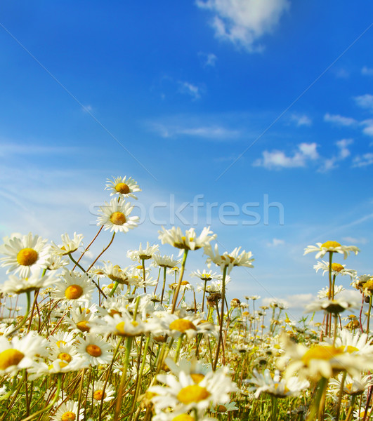 商业照片: 雏菊 ·场· 天空 ·叶· 夏天 · 蓝色