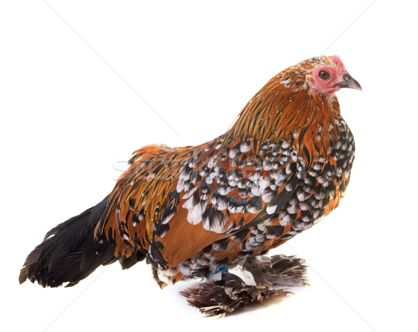 商业照片: 荷兰人 ·鸡· 农场 · 动物 · 工作室 · 小鸡