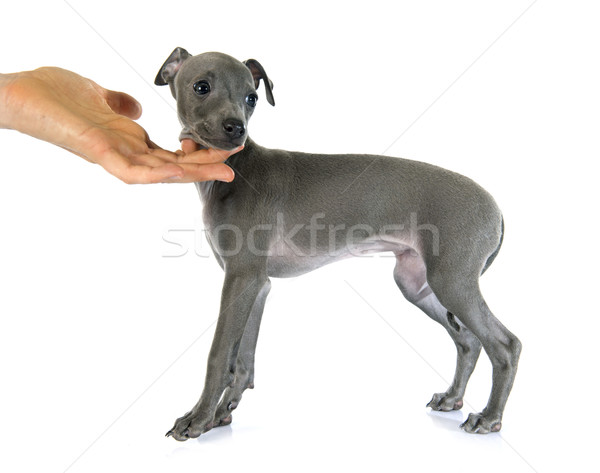 意大利的 · 灰猎犬 · 白 · 手 · 狗 / puppy italian greyhound