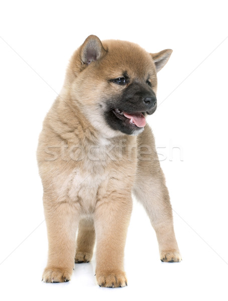 商业照片: 小狗    年轻    动物    孤立    白色背景 / puppy shiba