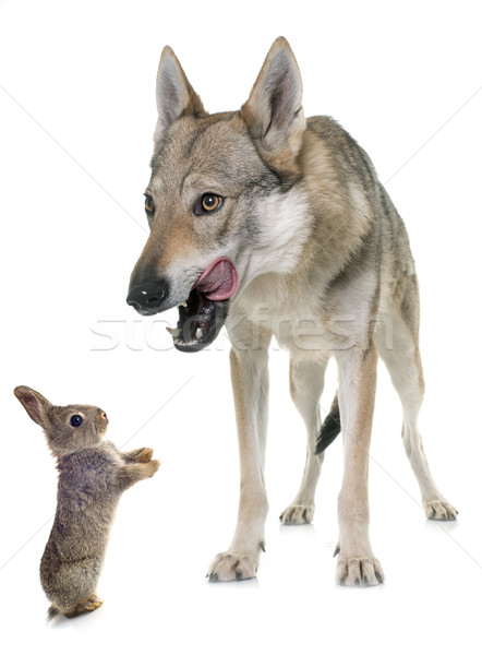 商业照片: 狼·狗· 兔子 ·白·吃· 动物