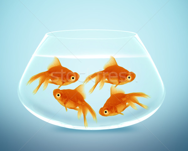 商业照片: 金鱼    小    碗    看 / goldfish in small bowl and
