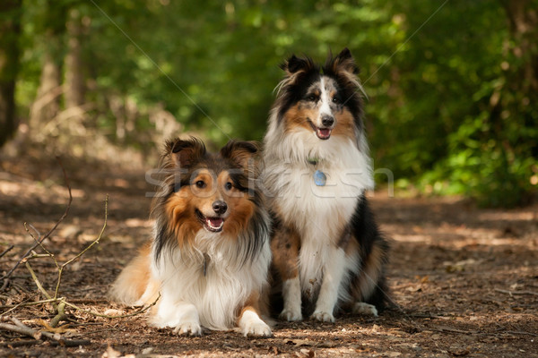 商业照片 边境牧羊犬·狗 森林 快乐·猪·外