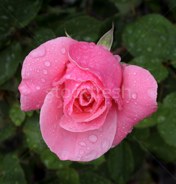 商业照片: 粉红色的玫瑰 ·宏· 射击 ·雨·滴· 雨滴