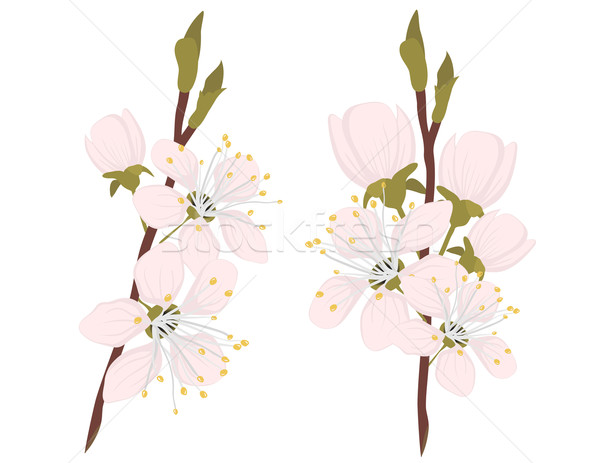 商业照片 樱花·白 设计 花园 背景 植物