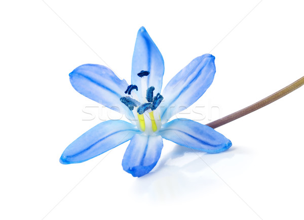 商业照片: 蓝色    孤立    白 / snowdrop blue isolated on   white