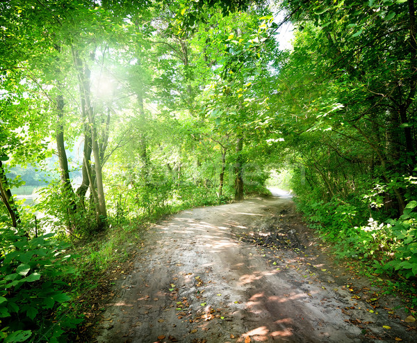 商业照片: 黎明 · 道路 · 森林 · 夏天 · 景观 ·光 / dawn on