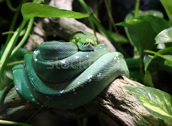 商业照片: 绿色 · 蛇 · 支 · 丛林 · 森林 · 性质 / green snake