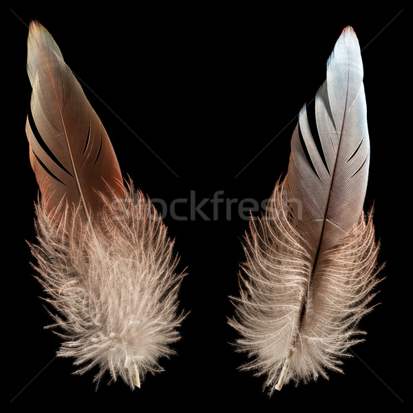 增加至灯箱 商业照片 #1735262bird feather or quill 由      上线