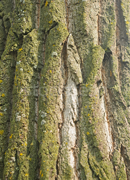 商业照片:树· 树皮 · 质地 · 抽象 · 性质 · 设计 / tree bark