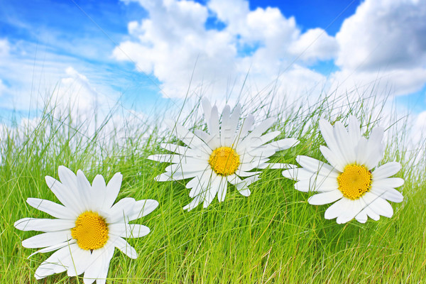 商业照片: 春天 · 雏菊 · 蓝天 · 天空 ·花· 花卉