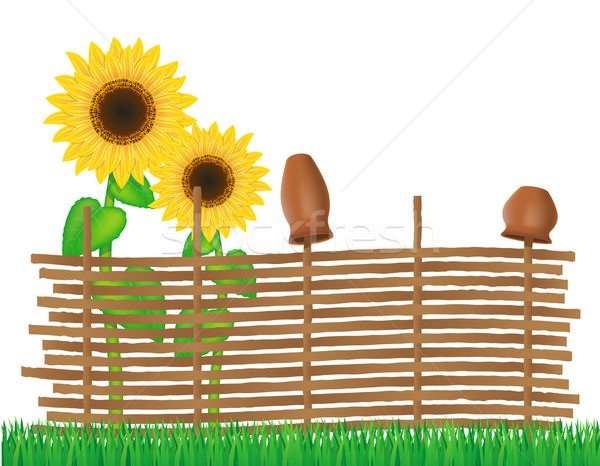 商业照片: 篱笆 · 向日葵 · 孤立 ·白·叶