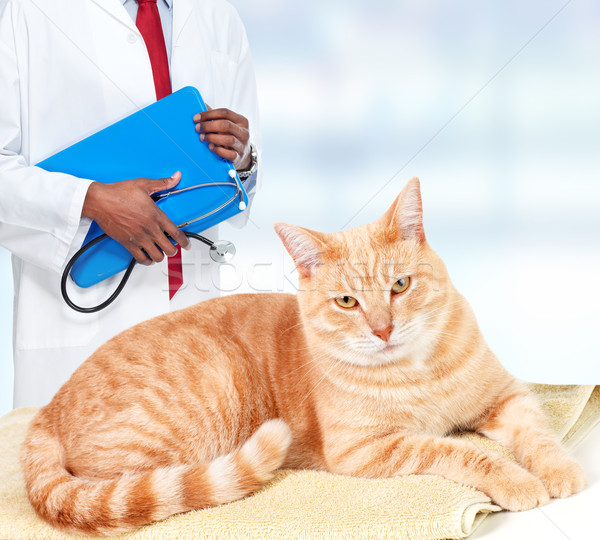 商业照片 姜 猫 兽医 诊所 ginger cat and vet