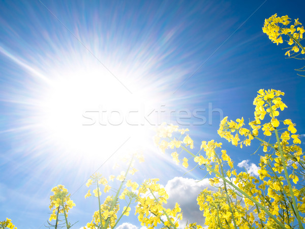 太阳    云    性质 / rapeseed field at spring with sparkling sun
