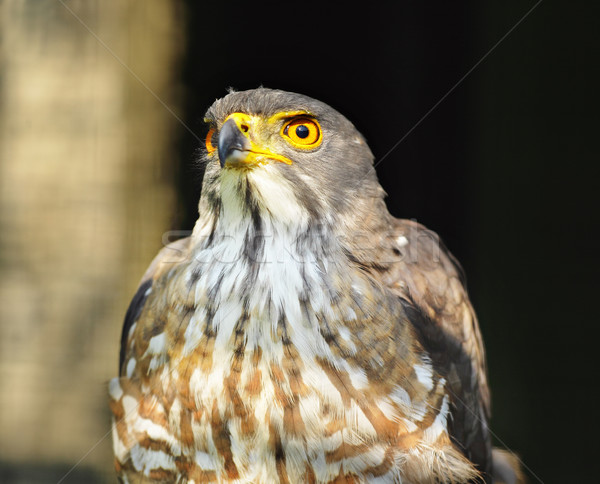商业照片: 老鹰 · 肖像 · 性质 ·鸟· 羽毛 · 照片 / eagle
