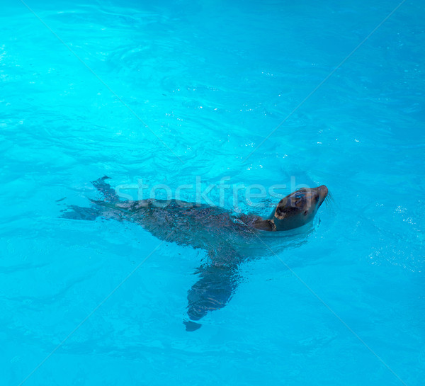 商业照片: 密封    游泳的    蓝色    水 / seal swimming in blue