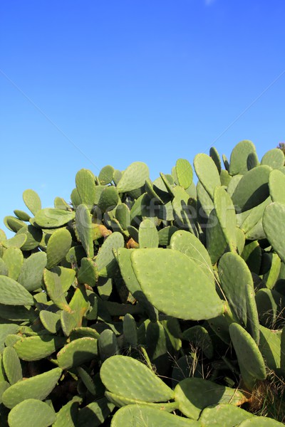 商业照片 仙人掌 植物 蓝天 地中海 植物 质地