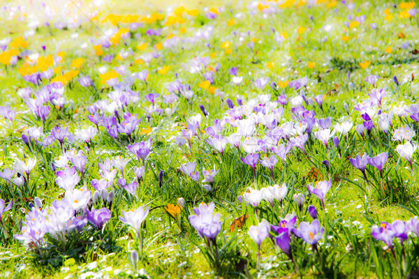 商业照片: 春天 · 藏红花 · 花卉 · 草地 ·花