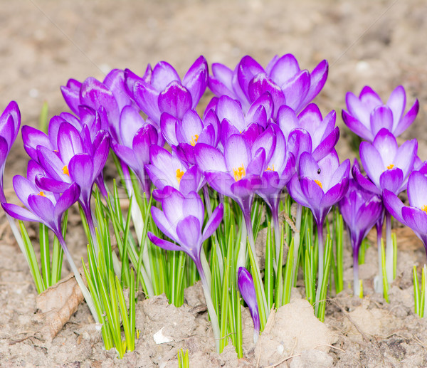 商业照片: 紫色 · 藏红花 ·宏·组·花