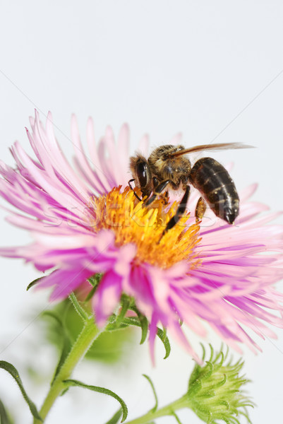 商业照片: 蜜蜂 ·花· 昆虫 ·宏· 花瓣 / aster flower with an