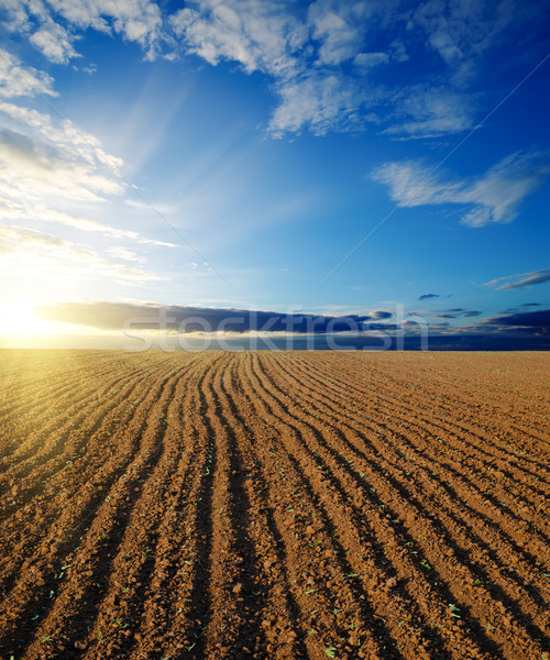 黑色    场    日落    太阳    景观    橙 / black ploughed field