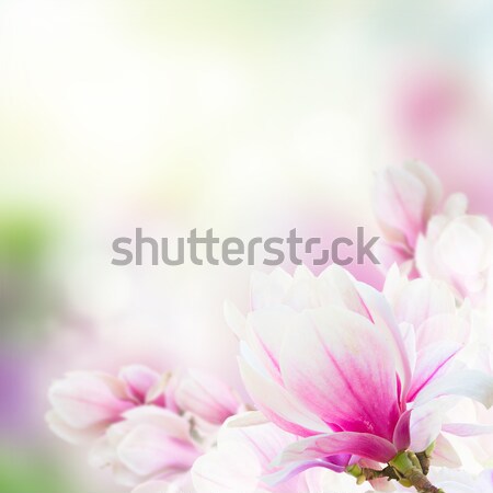 花卉    白    花 / bunch of magnolia pink flowers over white