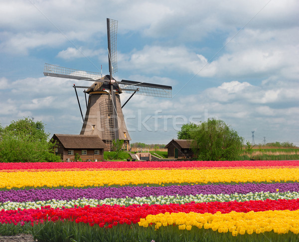 郁金香 / one dutch windmill over stripes of tulip flowers