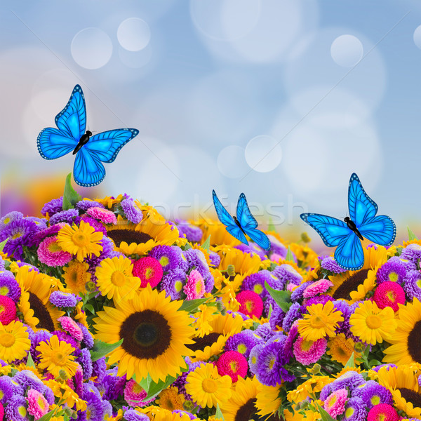 商业照片: 花卉 · 花园 · 向日葵 · 蝴蝶 · 太阳 · 性质