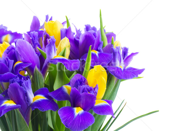 商业照片: 春天 · 郁金香 · 黄色 · 蓝色 · 花卉