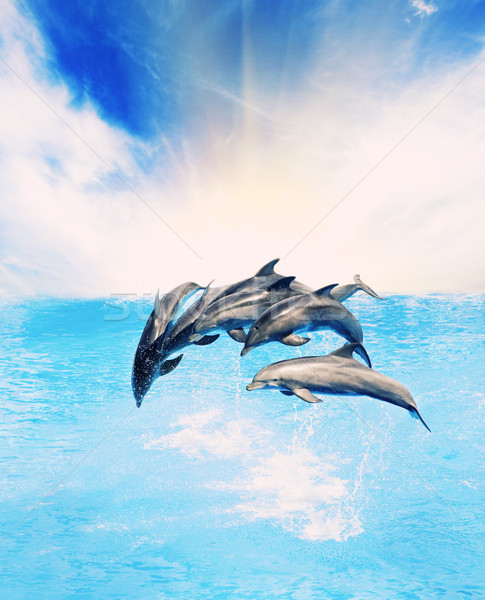 dolphins jumping in the sea stock photo nejron