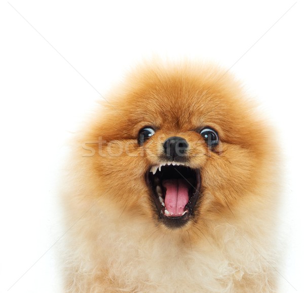 商业照片: 小· 愤怒 ·狗· 年轻 · 动物 · 工作室