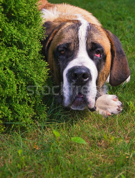 bernard dog on   green grass