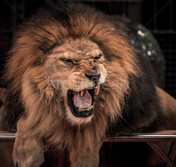 射击 · 狮子 · 马戏团 / close-up shot of gorgeous roaring lion