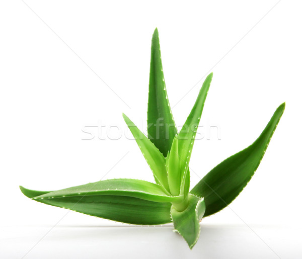 芦荟 · 植物 · 孤立 ·白· 医生 · 性质 / aloe vera plant