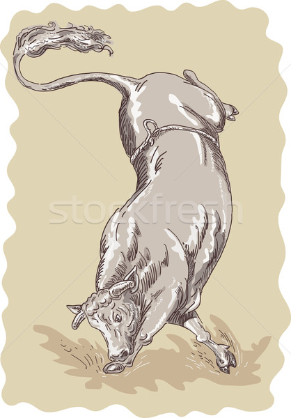 商业照片: 公牛 · 插图 · 素描 · 风格 ·画· 股票