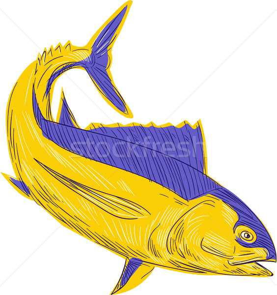 商业照片: 金枪鱼 ·鱼·画· 素描 · 风格 · 插图