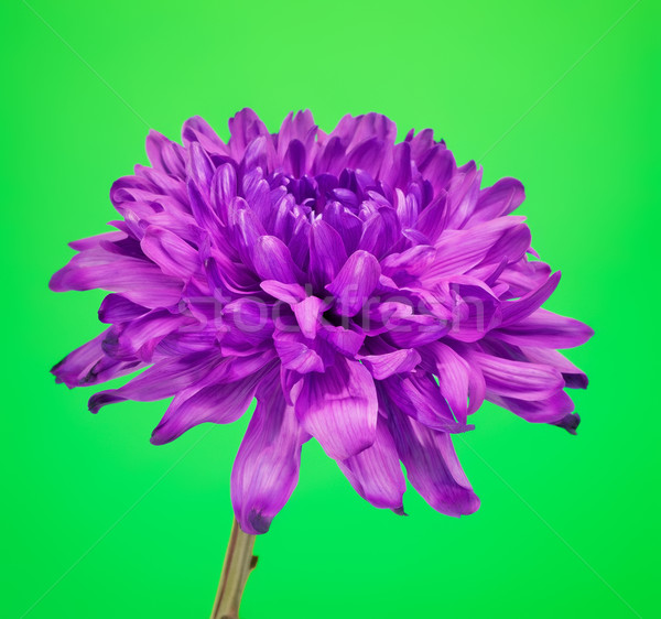 商业照片: 紫色 · 菊花 ·花· 新鲜 · 绿色 ·爱
