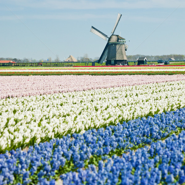 商业照片: 风车 · 风信子 ·场· 花卉 · 旅行 · 植物 / windmill